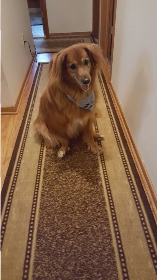 Yoga Mats are a Cheap, Easy Way to Give Old Dogs Traction on Slick Floors